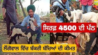 ਸਿਰਫ਼ 4500 ਦੀ ਪੱਠ। goat kids price | longowal bakra mandi #goat  #goats #farming। @iltilanadhuri