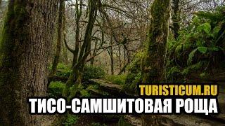 Тисо-самшитовая роща - Хостинский район Сочи.