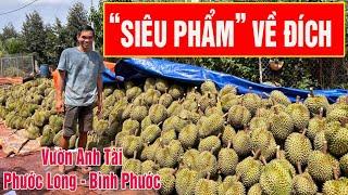 VƯỜN SẦU RIÊNG SIÊU PHẨM PHƯỚC LONG VỀ ĐÍCH   VƯỜN ANH TÀI