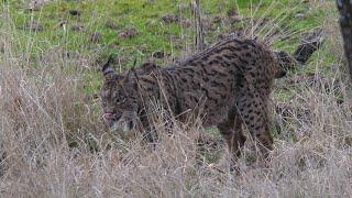 Iberian Lynx and other wildlife of Andujar. 4k