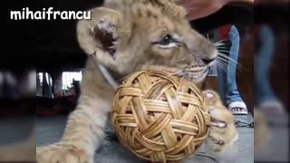 mihaifrancu-Best Of Cute Baby Animal Videos Compilation 2016