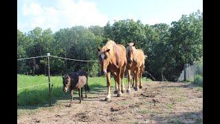 Paddock Paradise Horse Track System