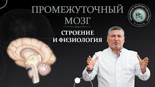 Промежуточный мозг. Строение и физиология.  Structure and physiology of the intermediate brain