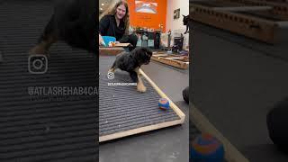 Swimmer’s Syndrome Pupdate #3