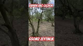 TAPUDA BAĞ GEÇEN 650M2 BAĞ