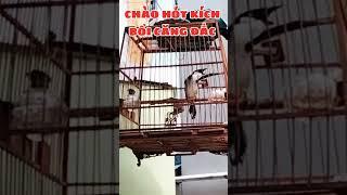 Chào mào hót kích bổi căng đắc