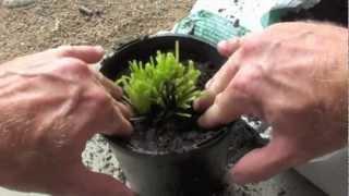 HOW TO REGROW HERBS FROM A SUPERMARKET