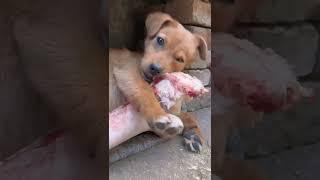 狗狗最愛的禮物！Dogs’ favorite gift! #funny #animals #dog