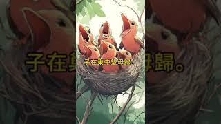 勸君莫打枝頭鳥，子在巢中望母歸。《鳥》白居易 #古詩詞 #詩詞 #詩詞欣賞 #必背古詩# #古典文學 #中國文化#白居易 #鳥 #勸君莫打枝頭鳥 #子在巢中望母歸 #教育孩子 #感情 #古典文學