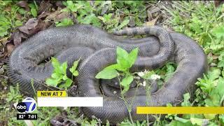 Invasive green anacondas pose threat to Florida Everglades ecosystem