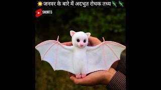 जनवर के बारे में अदभुत तथ्य Animals facts Amazing Mind Blowing #shorts
