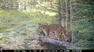 Cougar Sounds