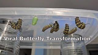 Time-Lapse of Raising Monarch Butterflies