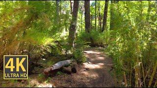 Sunny Bamboo Vibes Nature Walk 4K (With Ambient Nature Sounds And Music)