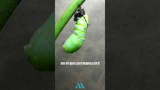¡Así transcurre la METAMORFOSIS de una MARIPOSA MONARCA! 