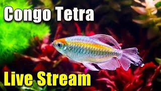 [LIVE]  Why The Congo Tetra is Cool! Plus A Fish Q&A!