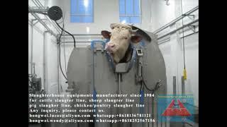 How cattle halal ritual kosher rotary killing box works Cow abattoir slaughtering equipment supplier