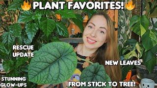 September houseplant favorites! Rescue plant glow up, new growth and more️