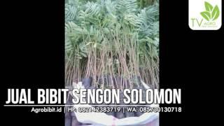 Jual Bibit Sengon Solomon