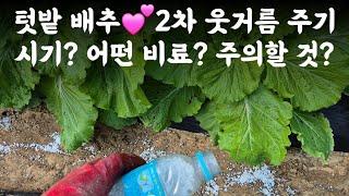 배추 2차 웃거름 주기  시비시기? 어떤 비료? 주의할 것? 왜?