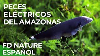 Peces eléctricos del Amazonas | Free Documentary Nature - Español