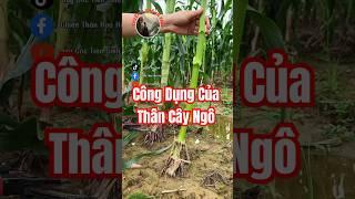 Bạn đã biết công dụng của Thân Cây Ngô chưa?