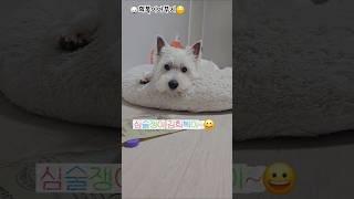 결국 삐저버린 희복이~ #westie #화이트테리어 #puppy #강아지