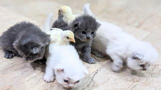 Chicks watched in amazement as the kitten hugged the chick tightly to sleep. cute and funny animal