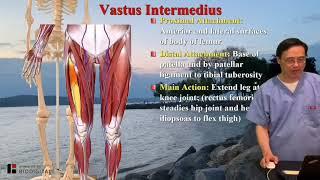 Vastus Intermedius