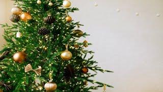 Tech Lawn and Garden: How to Keep Your Christmas Tree Alive