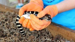 BABY ALLIGATORS | HEYTHATSMIKE