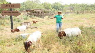 How Many GOATS To Start A Goat Farming Business? Goat House, Water & Feed At Low Cost | 2024 Update