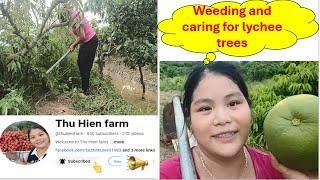 Weeding and caring for lychee trees - Thu Hien farm