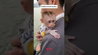 Rescue baby monkey #monkey #pets #rescue #rescueanimals #animals #shorts