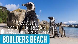 WORLD FAMOUS AFRICAN PENGUINS | Boulders Beach | Simon's Town, Cape Town, South Africa