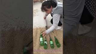 "Genius Rice Flipping Hack! Beer Bottles Make Perfect Rake Attachments"