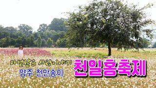 2024 양주 나리농원 천일홍축제  9월1일 상황/#양주나리농원천일홍축제