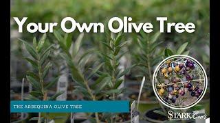 Grow Your Own Olives - Arbequina Olive Tree