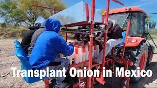 Transplanting Onion Farming in Mexico: HYZO-6 Onion Transplanter in Action!