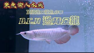 【樂魚愉人水族】頂級進口龍魚分享  BCH過背金龍  #樂魚愉人水族 #水族館 #龍魚 #藍底過背 #過背金龍 #金龍