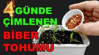 En Hızlı Biber Tohumu Çimlendirme Tekniği