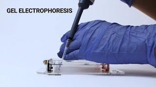 Gel Electrophoresis | Formation of Agarose Gel | Electives | Biochemistry Department