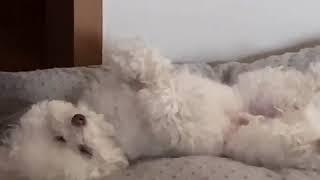 모리는 숙면 중 귀여운 강아지 낮잠 푸들 Funny Puppies And Cute Puppy Videos Compilation