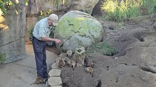 Meerkat feeding time with a fixture of the San Diego Zoo, Care Specialist Doug.