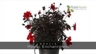 PlantHaven 360 Video - Dahlia MYSTIC DAHLIAS™ Mystic Enchantment