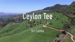 Ceylon Tee