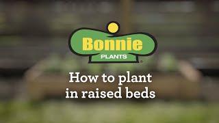 How to Plant in Raised Beds