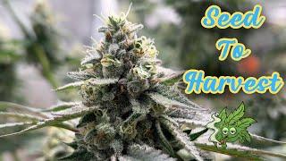 Seed to Harvest Documentary ︱How I Grew My Own Cannabis Strain “ Cinco De Mayo “