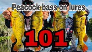  REMAKE How to fish for Peacock bass, Oscar and Bass on lures 101