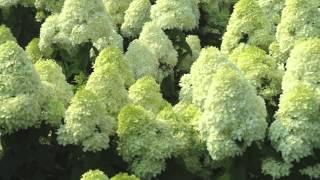 Fast Growing Limelight Hydrangea